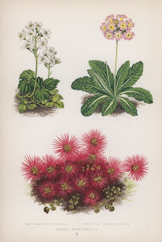 Cardamine Trifolia; Primula Denticulata; Acaena Microphylla (színes litho) alkotó: English School