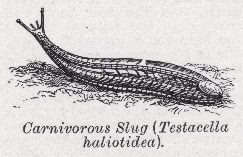 Húsevő meztelencsiga, Testacella haliotidea (litho) alkotó: English School