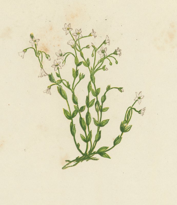 Katartikus len, Linum Catharticum (színes litográfia) alkotó: English School