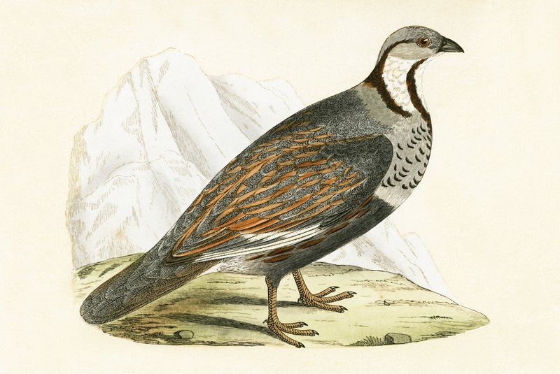 Kaukázusi hófogoly, illusztrációja Charles Robert Bree (1811-86) „A Brit-szigeteken nem megfigyelt európai madarak története” című művéből, 1867. alkotó: English School