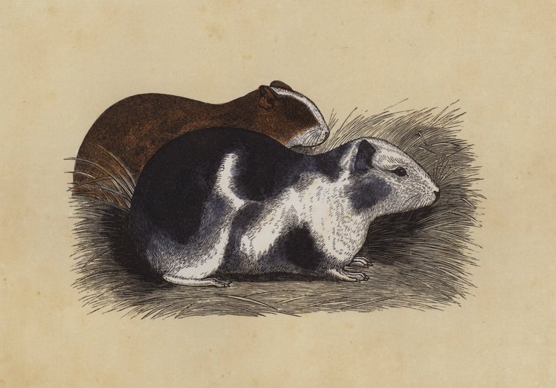 Cavy (színes litográfia) alkotó: English School