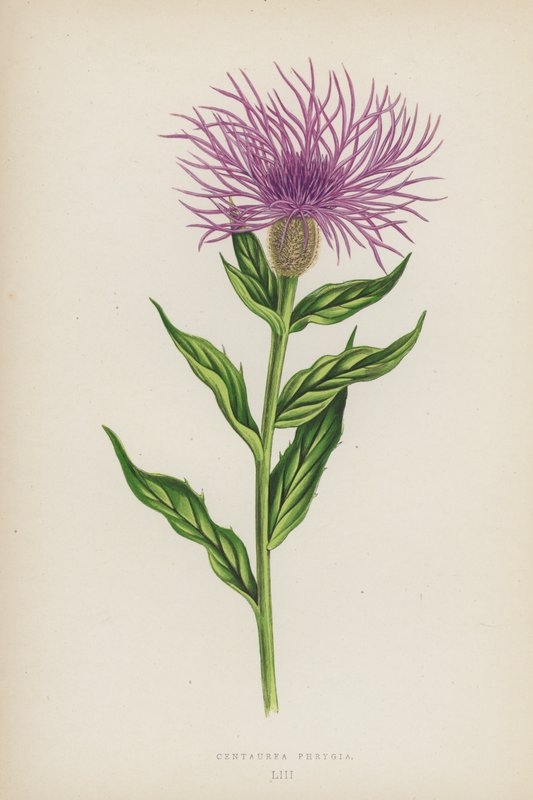 Centaurea Phrygia (színes litográfia) alkotó: English School
