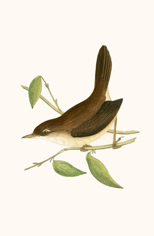 Cetti pacsirta, illusztrációja Charles Robert Bree (1811-86) „Európa madarainak története, amelyeket nem figyeltek meg a Brit-szigeteken” című művéből, 1867-ben megjelent alkotó: English School