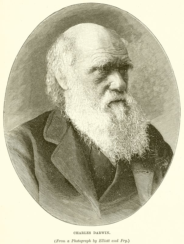 Charles Darwin alkotó: English School