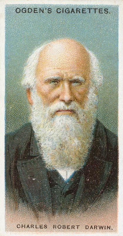 Charles Robert Darwin alkotó: English School