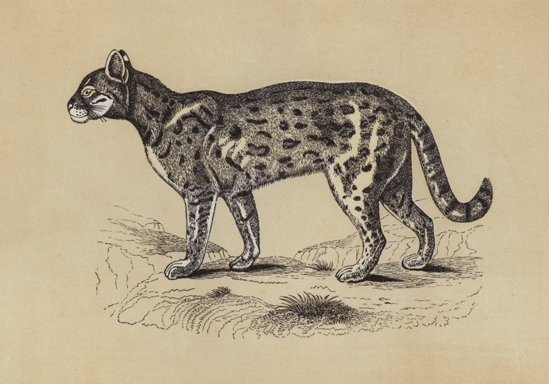 Chati (színes litográfia) alkotó: English School