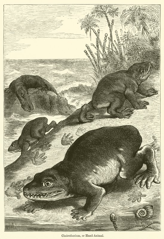 Cheirotherium vagy kézi állat (metszet) alkotó: English School