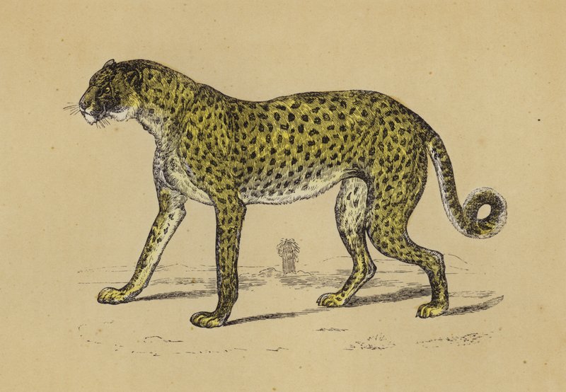 Chetah (színes litográfia) alkotó: English School