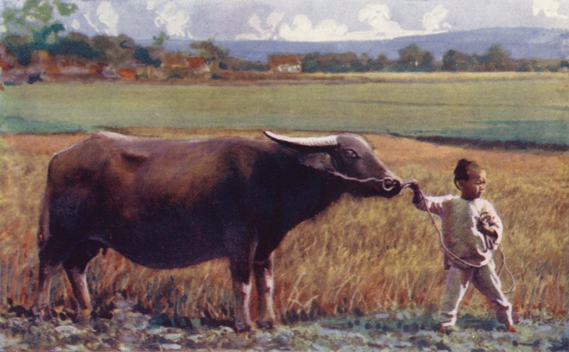 Kína gyermekei: (színes litográfia) alkotó: English School