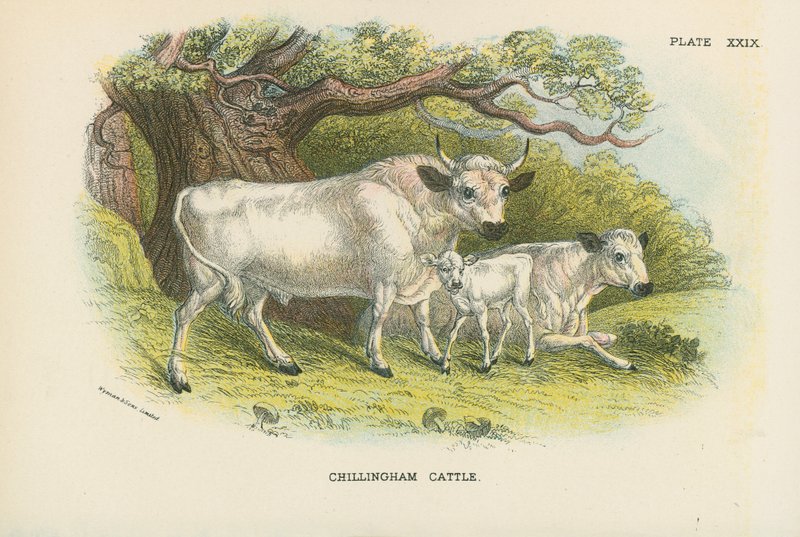 Chillingham szarvasmarha alkotó: English School