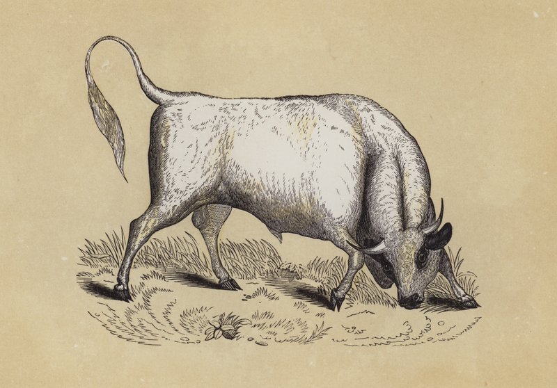 Chillingham Wild Bull (színes litó) alkotó: English School
