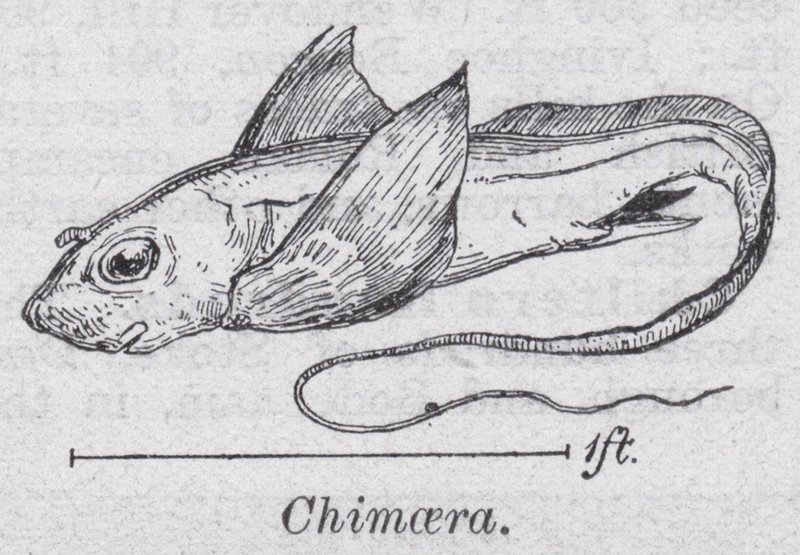 Chimaera (tagok) alkotó: English School