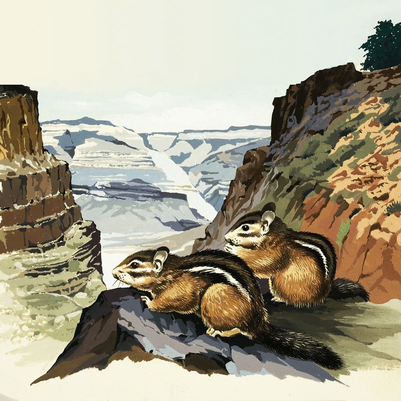 Mókusok a Grand Canyon Nemzeti Parkban alkotó: English School