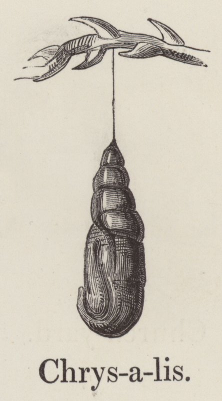 Chrysalis (metszet) alkotó: English School