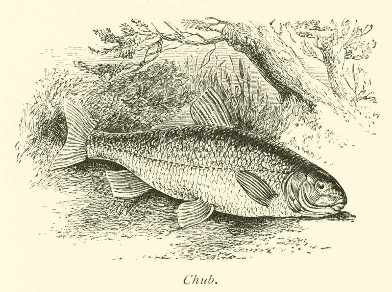 Chub alkotó: English School