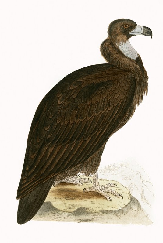 Cinereous Vulture, illusztráció Charles Robert Bree (1811-86) "Európa madarainak története, amelyeket nem figyeltek meg a Brit-szigeteken" című művéből, 1867-ben (színes litó) alkotó: English School