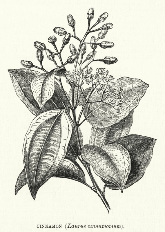 Fahéj, Laurus cinnamomum (metszet) alkotó: English School