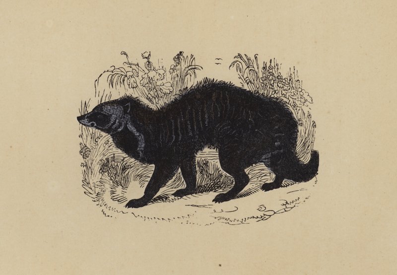 Civet (színes litográfia) alkotó: English School