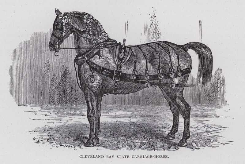 Cleveland Bay State Carriage-Horse (metszet) alkotó: English School