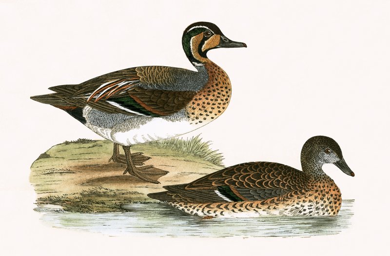 Clucking Teal, Charles Robert Bree (1811-86) 1867-ben megjelent „A History of the Birds of the Birds of Europe Not Observed in the British Isles” című illusztrációja. alkotó: English School