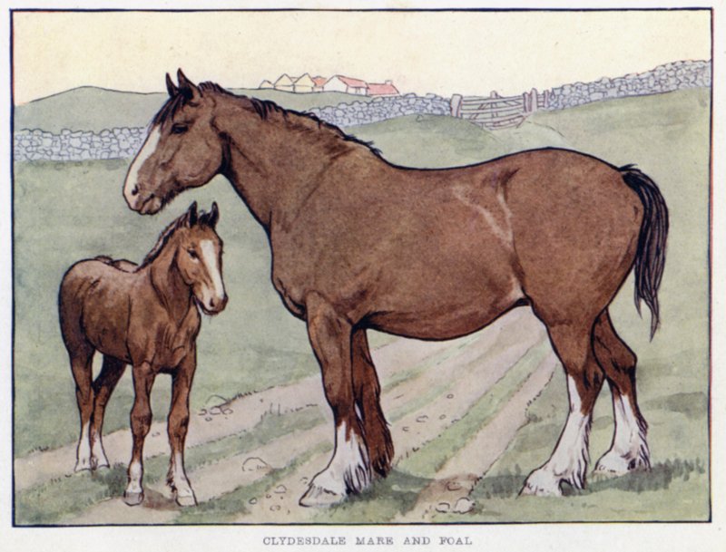 Clydesdale kanca és csikó alkotó: English School