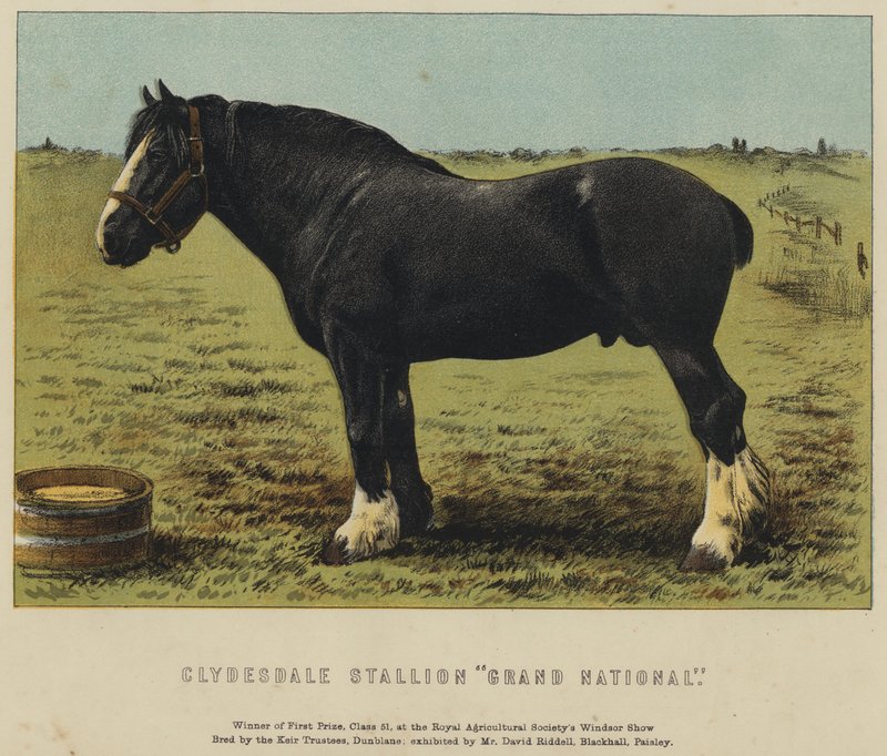 Clydesdale mén "Grand National" (színes litográfia) alkotó: English School