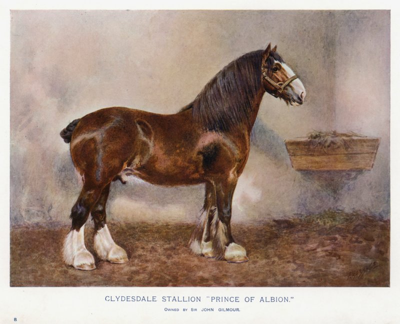 Clydesdale-i mén "Albion hercege" alkotó: English School