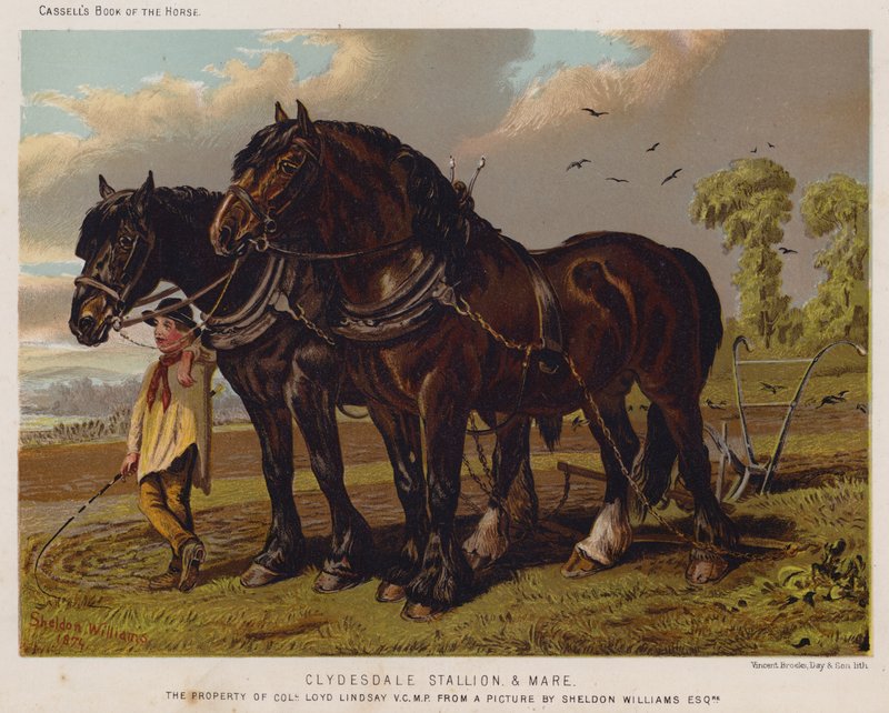 Clydesdale Stallion and Mare, Loyd Lindsay ezredes, alelnök, parlamenti képviselő birtoka alkotó: English School