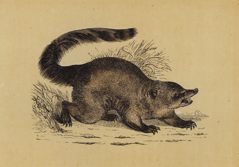 Coati (színes litográfia) alkotó: English School