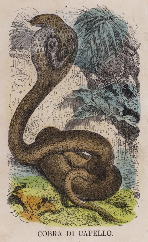 Cobra Di Capello (színes metszet) alkotó: English School