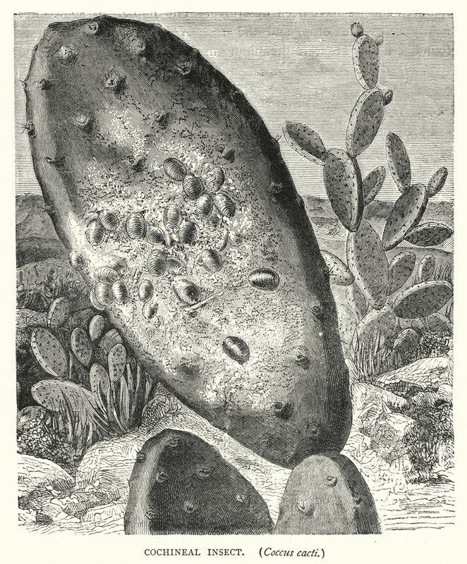 Cochineal rovar, Coccus kaktuszok (metszet) alkotó: English School