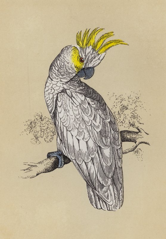 Kakadu (színes litho) alkotó: English School