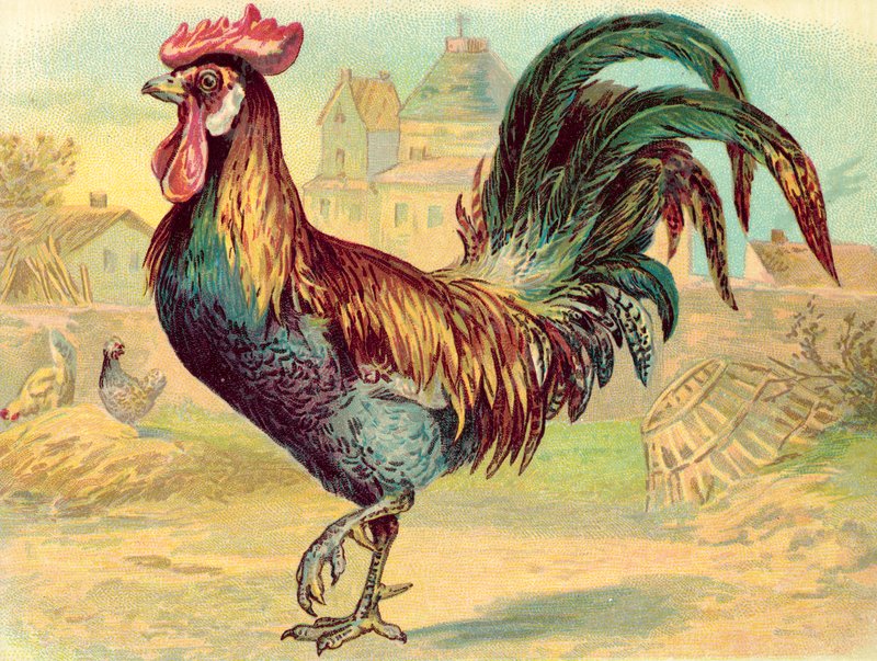 Cockerell (chromolitho) alkotó: English School