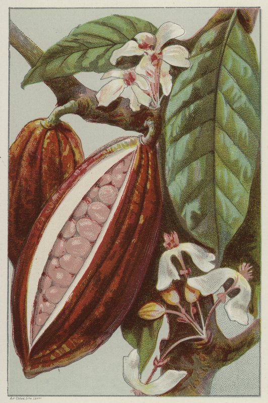 Kakaóvirágok és hüvelyek, a hüvely belsejében (chromolitho) alkotó: English School