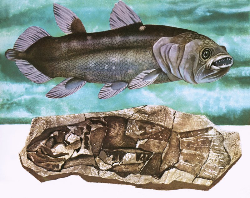 Coelacanth és kövülete alkotó: English School