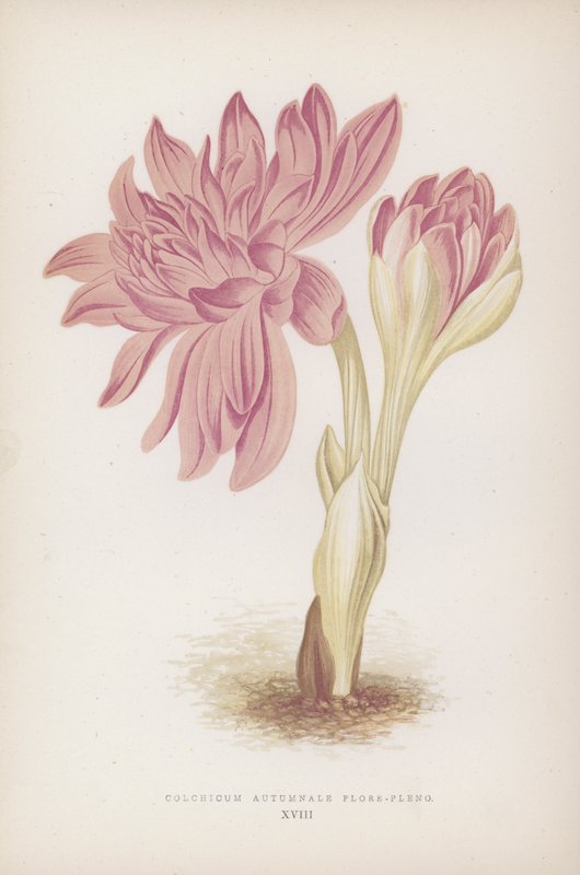 Colchicum Autumnale Flore-pleno (színes litó) alkotó: English School