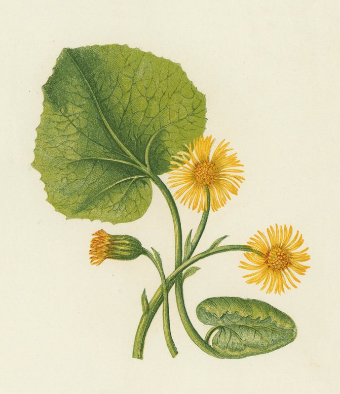 Coltsfoot, Tussilago Farfara (színes litó) alkotó: English School