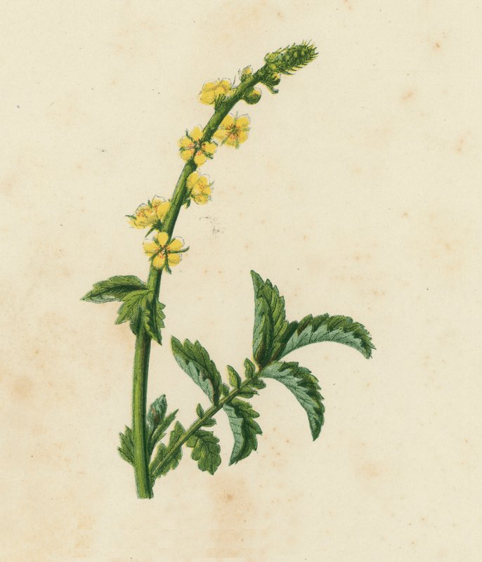 Közönséges agrimónia, Agrimonia Eupatoria (színes litho) alkotó: English School