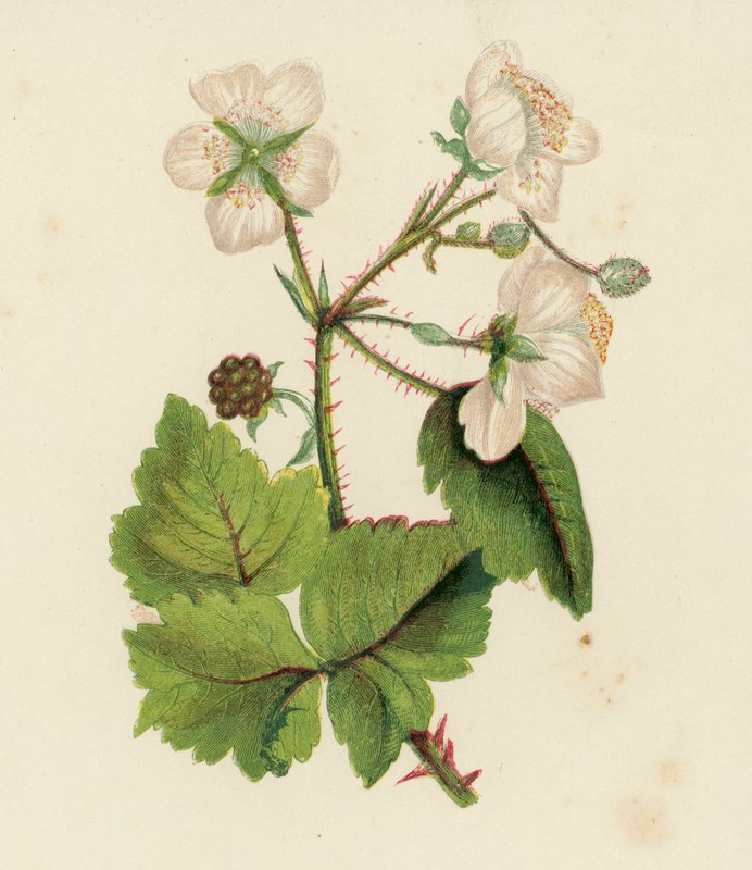 Közönséges szeder vagy szeder, Rubus Fruticosus (színes litho) alkotó: English School