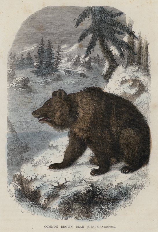 Közönséges barna medve, Ursus Arctos (színes metszet) alkotó: English School