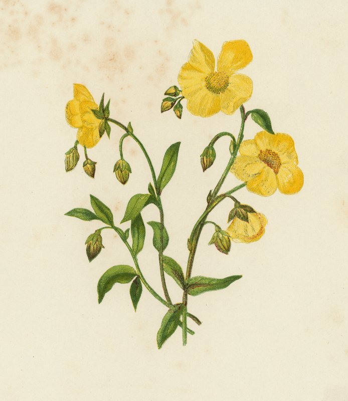 Közönséges Cistus; vagy, sziklarózsa, Helianthemum Vulgare (színes litó) alkotó: English School