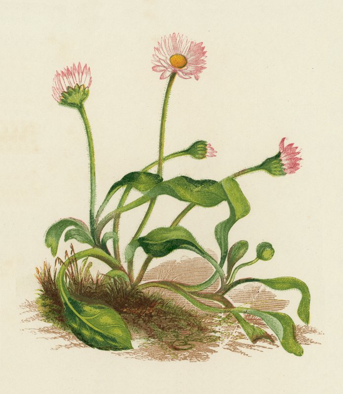 Százszorszép, Bellis Perennis (színes litográfia) alkotó: English School