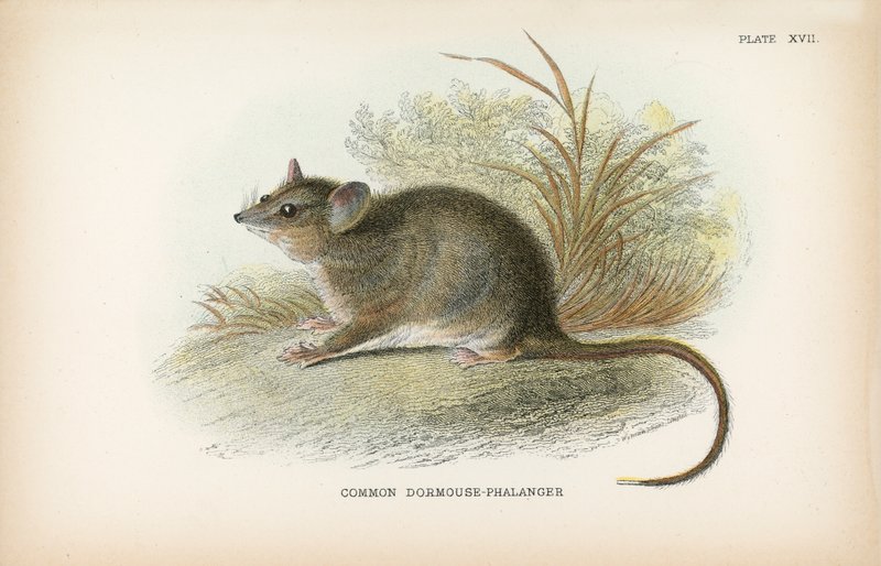 Közönséges Dormouse-Phalanger alkotó: English School