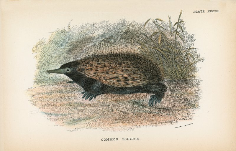 Közönséges Echidna alkotó: English School