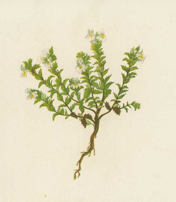 Közönséges szemfűzfű, Euphrasia Officinalis (színes litho) alkotó: English School