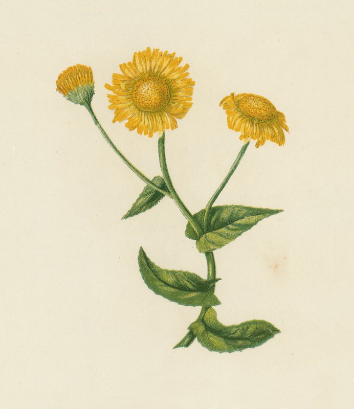 Közönséges bolhapiszok, Pulicaria Dysenterica (színes litho) alkotó: English School