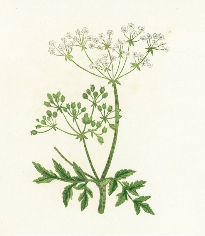 Közönséges vérfű, Conium Maculatum alkotó: English School
