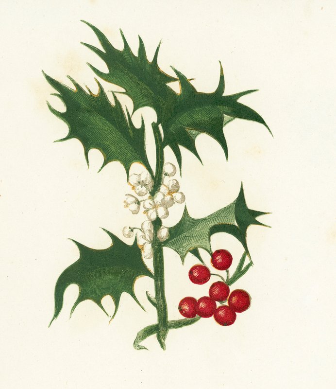 Közönséges magyal, Ilex Aquifolium alkotó: English School