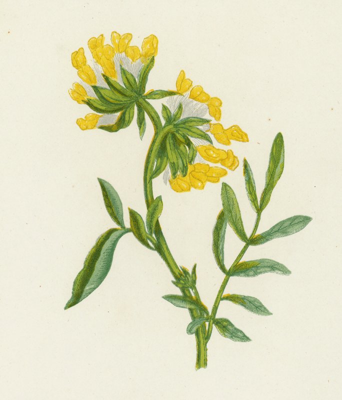 Közönséges vese bükköny, Anthyllis Vulneraria (színes litho) alkotó: English School