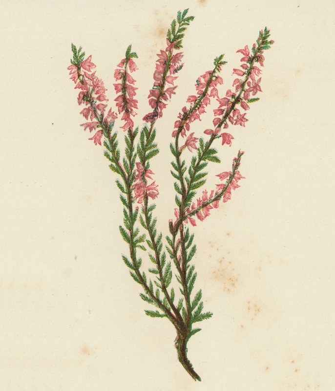 Közönséges zsurló, Calluna Vulgaris (színes litho) alkotó: English School